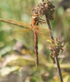 /album/my-local-birding-gallery/brown-hawker-on-reserve-jpg1/